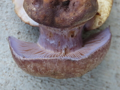 Cortinarius subolivascens