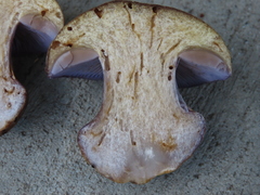 Cortinarius subolivascens