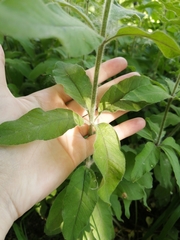 Lysimachia punctata