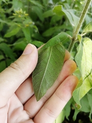 Lysimachia punctata