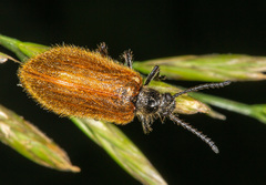 Lagria atripes