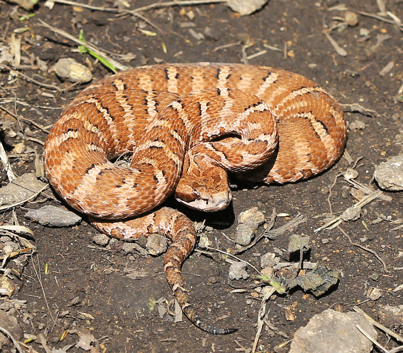 Gloydius intermedius (Strauch, 1868)