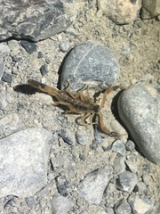 Centruroides vittatus