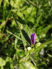 Campanula glomerata
