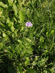 Campanula glomerata