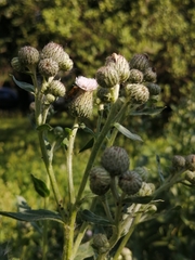 Cirsium arvense