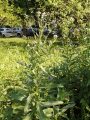 Cirsium arvense