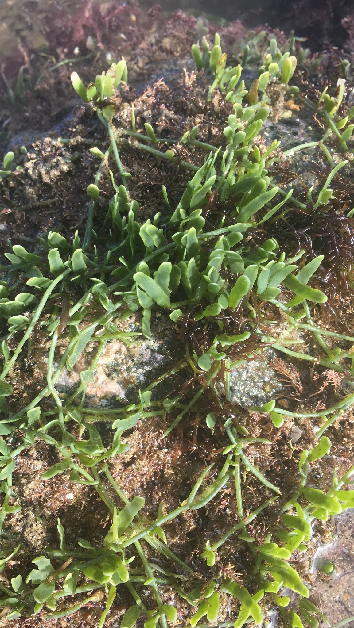 Caulerpa brachypus
