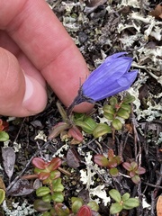 Campanula lasiocarpa