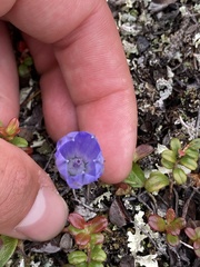 Campanula lasiocarpa