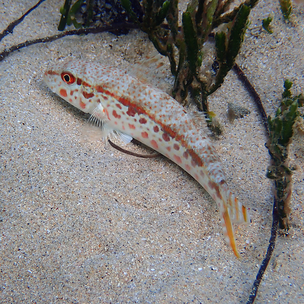Francis' goatfish (Upeneus francisi) — Mullidae