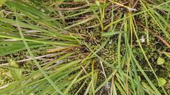 Carex kelloggii