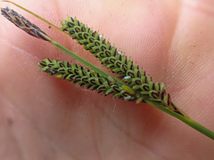Carex kelloggii