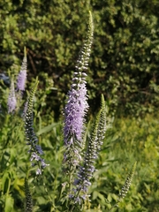 Veronica longifolia