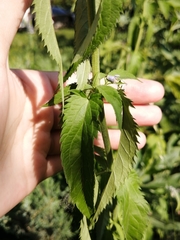 Veronica longifolia