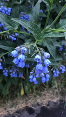 Symphytum caucasicum