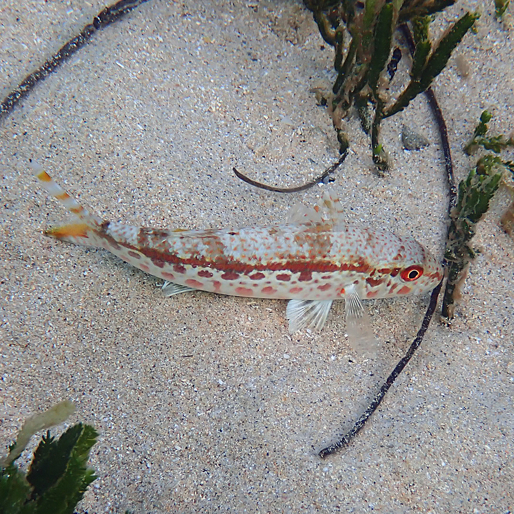 Francis' Goatfish
