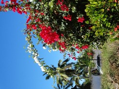 Bougainvillea