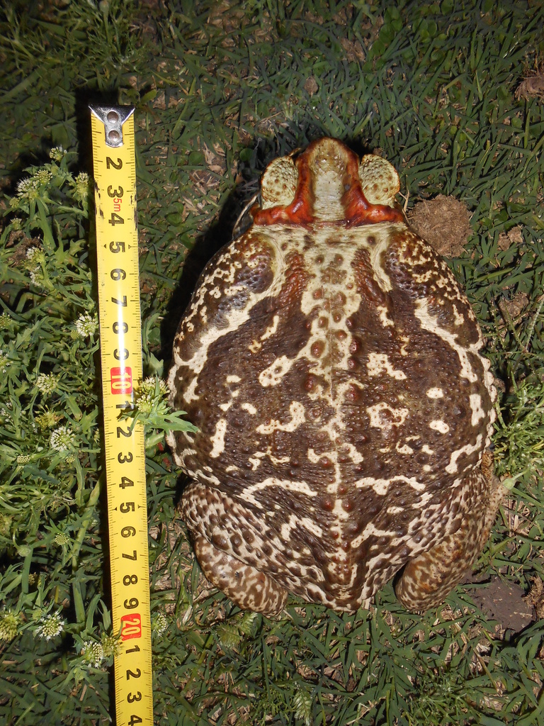 Curur Rhinella schneideri NaturaLista Colombia