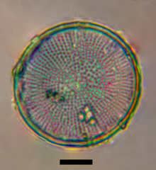 Stephanodiscus neoastraea