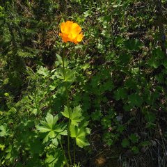 Trollius asiaticus