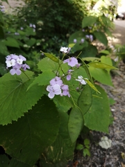 Lunaria rediviva