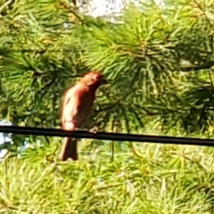 Haemorhous purpureus