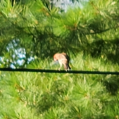 Haemorhous purpureus