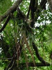 Oberonia arisanensis