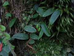 Bulbophyllum curranii