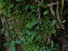 Bulbophyllum curranii