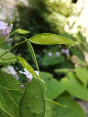 Lunaria rediviva