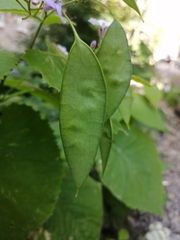 Lunaria rediviva