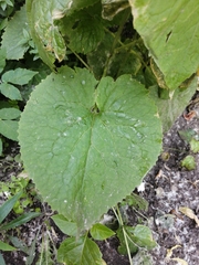 Lunaria rediviva