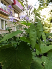 Lunaria rediviva