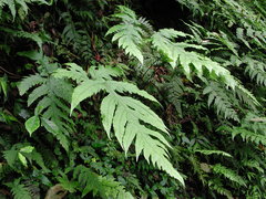 Tectaria griffithii