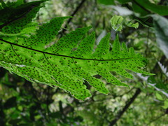 Tectaria griffithii