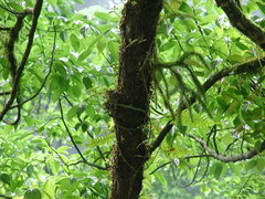 Phlegmariurus squarrosus