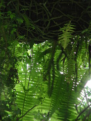 Phlegmariurus squarrosus