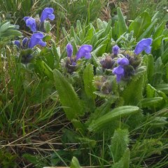 Dracocephalum grandiflorum