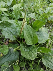 Plantago major