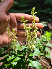 Leucothoe davisiae