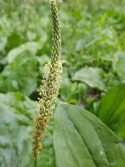 Plantago major