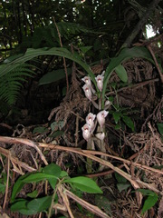 Acanthophippium striatum