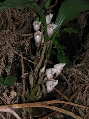 Acanthophippium striatum