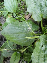 Plantago major