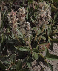 Salix cascadensis