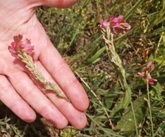 Onobrychis viciifolia