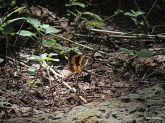 Junonia elgiva