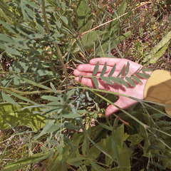 Onobrychis viciifolia